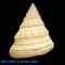 Calliostoma gemmosum (Reeve, 1842) - Image 2
