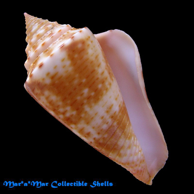 Conus ericmonnieri Petuch & Myers, 2014