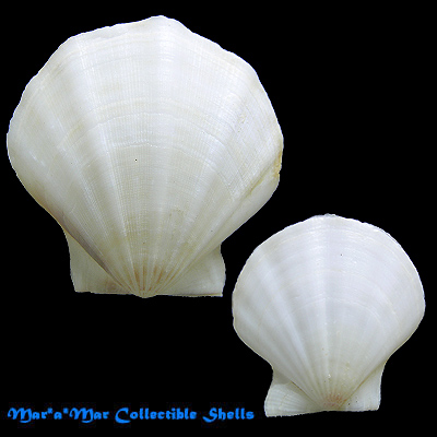Flexopecten glaber proteus (Dillwyn, 1817)