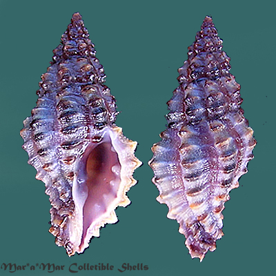 Muricopsis necocheanus (Pilsbry, 1900)