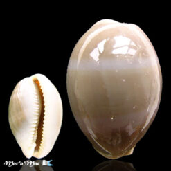 Cypraea (Luria) cinerea Gmelin, 1791