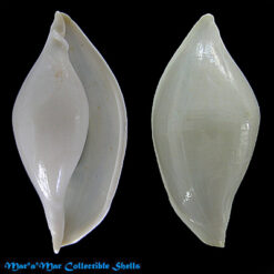 Pseudocyphoma cf. intermedium (Sowerby, 1828)