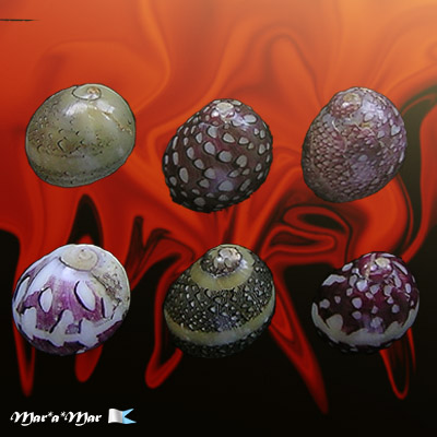 Neritina virginia (Linnaeus, 1758)