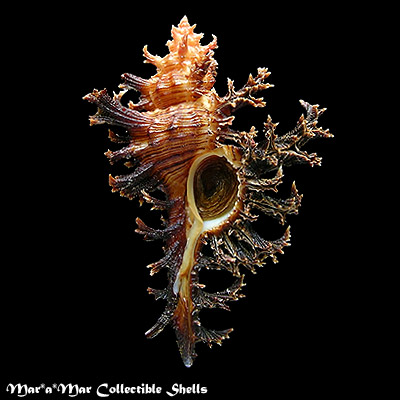 Chicoreus spectrum (Reeve, 1846)