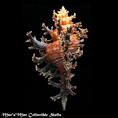 Chicoreus spectrum (Reeve, 1846) - Imagem 2