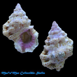 Bursa rhodostoma thomae Orbigny, 1842