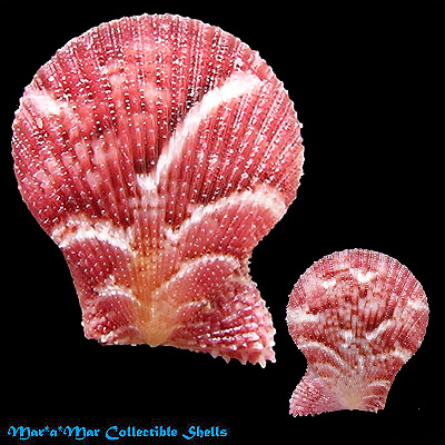 Chlamys benedicti (Verril & Bush, 1897)