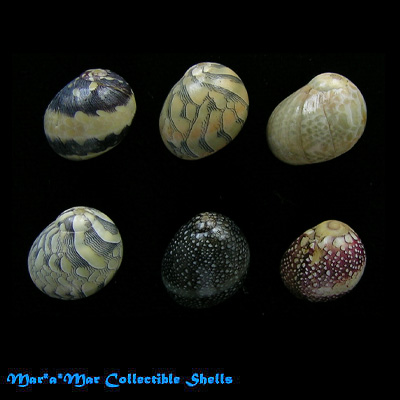 Neritina virginia (Linnaeus, 1758)