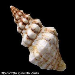 Leucozonia cerata (Wood, 1828) - Image 2