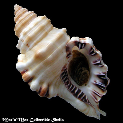Cymatium parthenopeum (Von Salis, 1793)