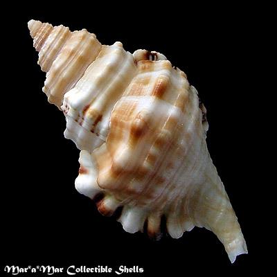 Cymatium parthenopeum (Von Salis, 1793) - Image 2