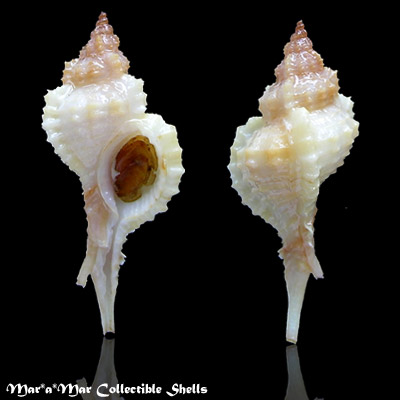 Chicoreus coltrorum E. Vokes, 1991