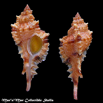 Chicoreus coltrorum E. Vokes, 1991