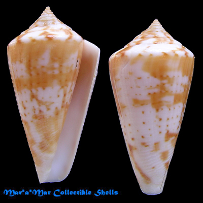 Conus cf. xanthocinctus Petuch, 1986