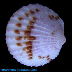 Glycymeris subtilis (Nicol, 1956)