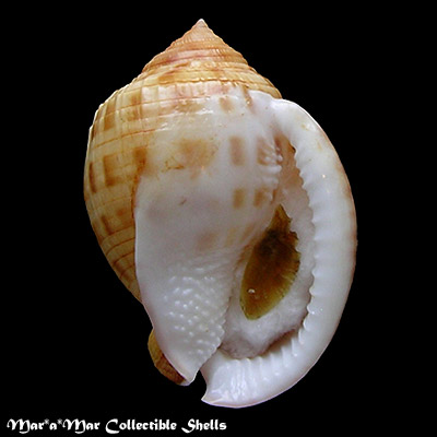 Semicassis granulatum Gmelin, 1791