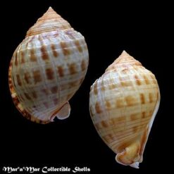 Semicassis granulatum Gmelin, 1791 - Imagem 2