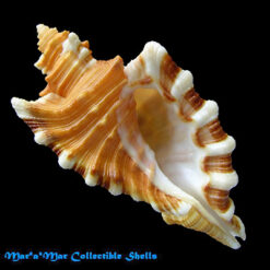 Cymatium femorale (Linnaeus, 1758)