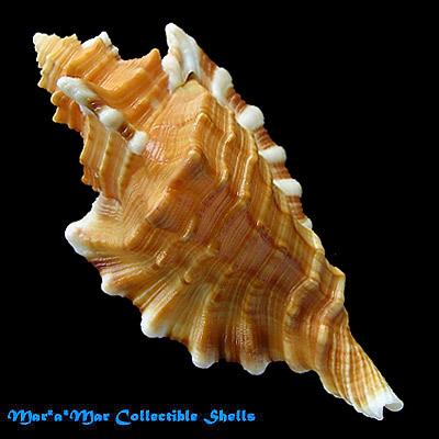 Cymatium femorale (Linnaeus, 1758) - Imagem 2