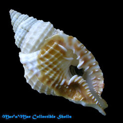 Distorsio clathrata Lamarck, 1816