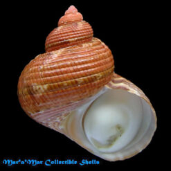 Turbo canaliculatus Hermann, 1781