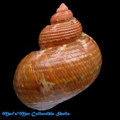 Turbo canaliculatus Hermann, 1781 - Imagem 2