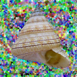 Calliostoma gemmosum (Reeve, 1842)