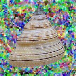Calliostoma gemmosum (Reeve, 1842) - Imagem 2