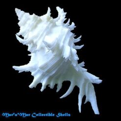 Chicoreus franchii Cossignani, 2005 - Imagem 2