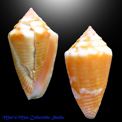 Conus cf. iansa Petuch, 1979
