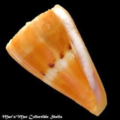 Conus riosi Petuch, 1986