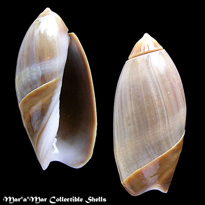 Olivancillaria steeriae Reeve, 1850