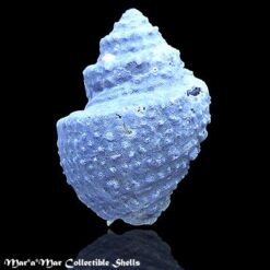 Alternative view of Opeatostoma pseudodon (Burrow, 1815)