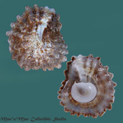 Crucibulum scutellatum Wood, 1828