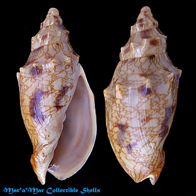 Odontocymbiola cleryana Petit, 1856