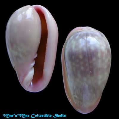 Bullata guerrinii Souza & Covert, 2001