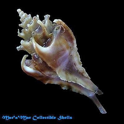 Typhina belcheri (Broderip, 1833) - Imagem 2