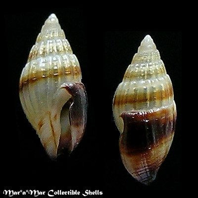Anachis sp