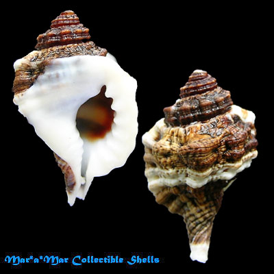 Cymatium muricinum (Röding, 1798)