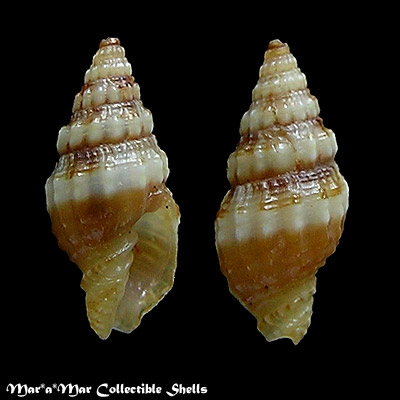 Vexillum cf. sykesi (Melvill, 1925)