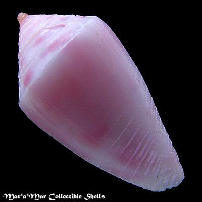 Conus vanhyningi Rehder, 1944 - Image 2