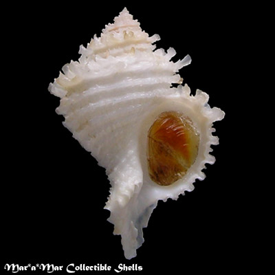 Hirtomurex teramachii (Kuroda, 1959)