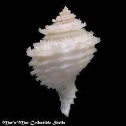 Hirtomurex teramachii (Kuroda, 1959) - Imagem 2