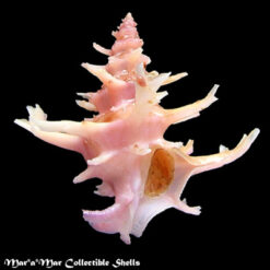 Babelomurex spinarosae (Shikama, 1970)