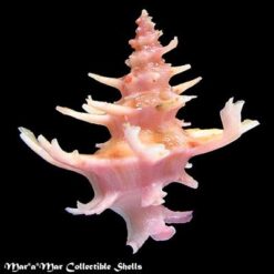 Babelomurex spinarosae (Shikama, 1970) - Imagem 2