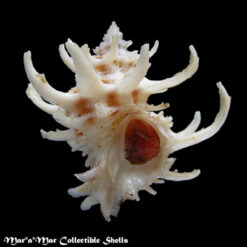 Babelomurex spinosus (Hirase, 1908)