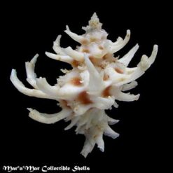 Babelomurex spinosus (Hirase, 1908) - Imagem 2
