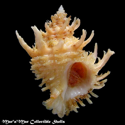 Babelomurex tosanus (Hirase, 1908)