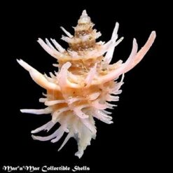 Alternative view of Babelomurex echinatus (Azuma, 1960)