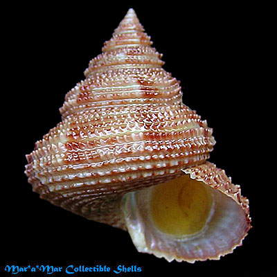 Neocalliostoma militare (Ihering, 1907) - Imagem 2